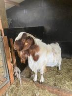 Boerbok met stamboom te koop, Dieren en Toebehoren, Ophalen of Verzenden