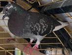 Duivin, Dieren en Toebehoren, Vrouwelijk, Postduif