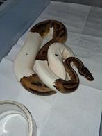 Pied 0.1, Serpent, 3 à 6 ans