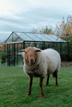 Raszuivere ardense voskop ram, Dieren en Toebehoren