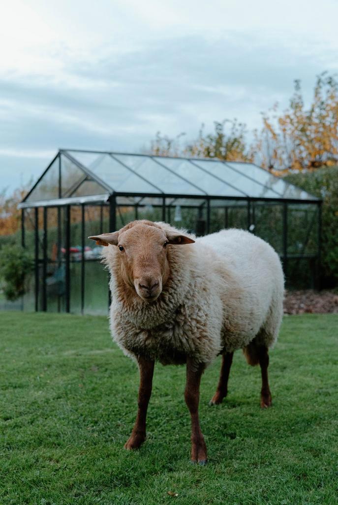 Raszuivere ardense voskop ram, Dieren en Toebehoren, Schapen, Geiten en Varkens