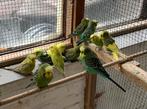 Grasparkieten, Dieren en Toebehoren, Vogels | Parkieten en Papegaaien, Meerdere dieren, Parkiet