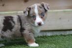 Prachtige Welsh Corgi Cardigan pups (ouders aanwezig), Dieren en Toebehoren, Honden | Herdershonden en Veedrijvers, België, Overige rassen