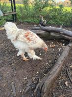 Gratis jonge haantjes, Dieren en Toebehoren, Pluimvee, Mannelijk, Kip