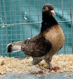 Takla Tumbler Pigeons, Animaux & Accessoires, Oiseaux | Pigeons, Pigeon culbutant ou Roller, Plusieurs animaux