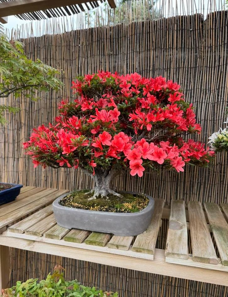 Bonsaï Azalée Kinsai - 61 ans, Jardin & Terrasse, Plantes | Arbres, Autres espèces, Moins de 100 cm, Ombre partielle, Printemps