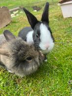 4 mooie dwergkonijntjes / leeuwenkopjes, Dieren en Toebehoren, Meerdere dieren, Dwerg, 0 tot 2 jaar