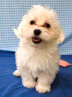 Super leuke Maltezer pups!, Dieren en Toebehoren, Honden | Chihuahua's en Gezelschapshonden, Maltezer, 15 weken tot 1 jaar, Buitenland