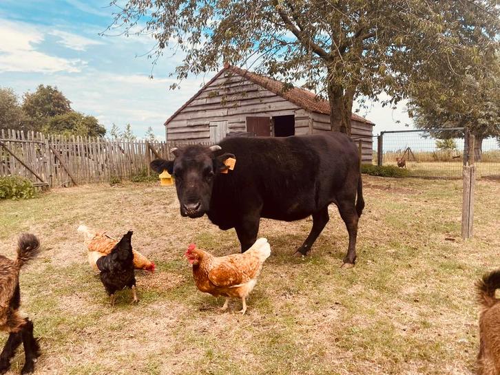 Dahomey mini rund Doortje van Merlijn, Animaux & Accessoires, Bovins, Femelle, 11 ans ou plus