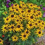 Rudbeckia et Polimonium, Enlèvement, Plante fixe