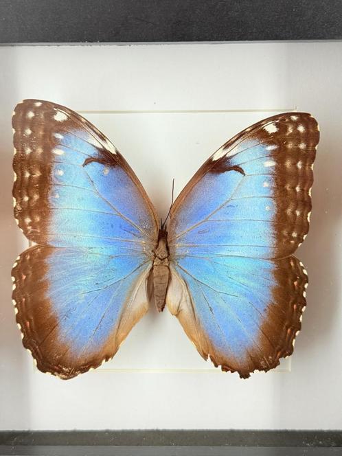 Morpho vlinder in lijst - Wildernis Atelier, Verzamelen, Dierenverzamelingen