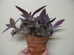 Misère pourpre (tradescantia pallida), Huis en Inrichting, Kamerplanten, Ophalen, Overige soorten, In pot, Minder dan 100 cm