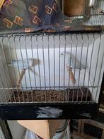 Forpussen, Dieren en Toebehoren