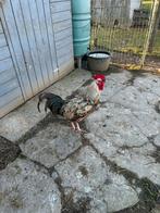 Haan, Dieren en Toebehoren