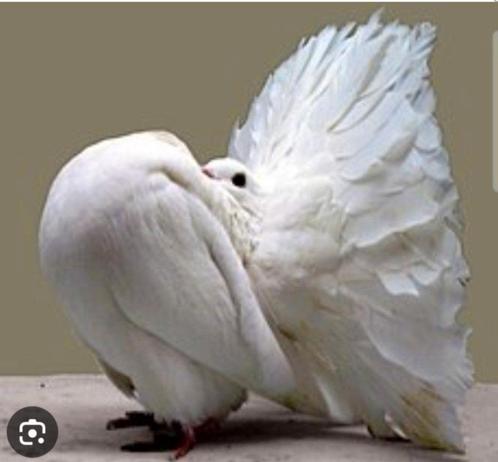Femelle queue paon fantail Anglais 2025baguer exposit vaccin, Dieren en Toebehoren, Vogels | Overige Vogels, Vrouwelijk, Geringd