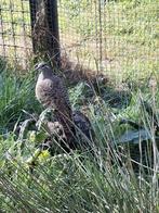 Colombe à ailes de bronze, Animaux & Accessoires, Oiseaux | Pigeons, Femelle, Autres espèces