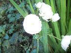 Roos 'The Fairy Album', Volle zon, Vaste plant, Zomer, Ophalen