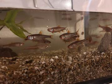 Noord amerikaanse vissen (shiners) beschikbaar voor biedingen