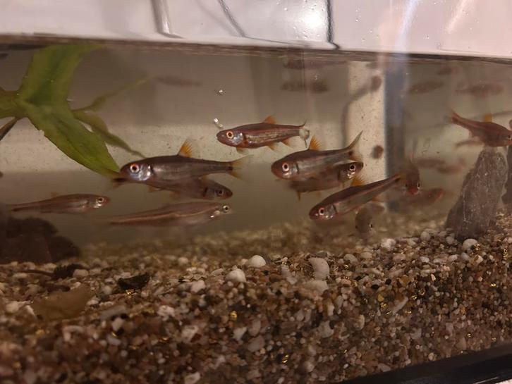 Noord amerikaanse vissen (shiners), Dieren en Toebehoren, Vissen | Aquariumvissen, Zoetwatervis, Vis, Schoolvis