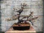 Yamadori bonsai lork (Larix decidua), Tuin en Terras, Planten | Bomen, Minder dan 100 cm, Overige soorten, Volle zon, Ophalen