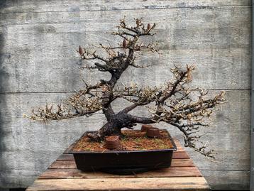 Yamadori bonsai lork (Larix decidua)