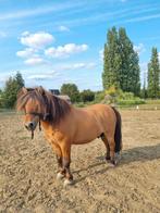 Super lieve shetland pony/dekhengst, Animaux & Accessoires, Poneys, 11 ans ou plus, Poney de récréation, Poney A (jusqu'à 1.17 m)
