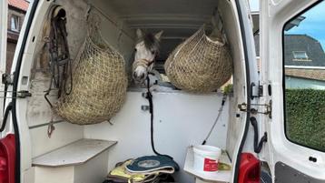  Unique Compact 2-Horse Truck – Ready for a New Adventure beschikbaar voor biedingen