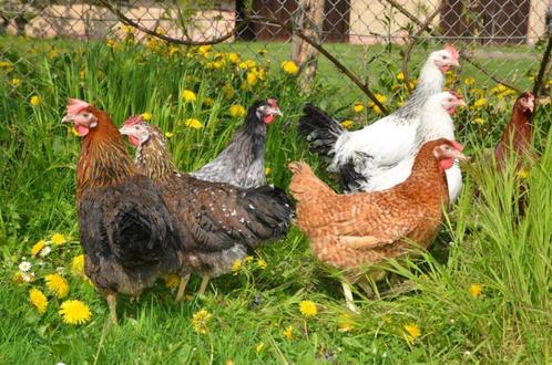 Pluimvee te 1760 Roosdaal ZA / ZONDAG open van 9 tot 19u, Dieren en Toebehoren, Pluimvee, Kip, Vrouwelijk