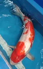 Japanse koi, Dieren en Toebehoren, Vissen | Vijvervissen, Karper of Koi