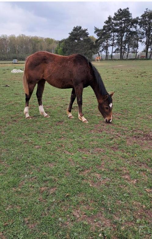 Prachtige jaarling veulens, Dieren en Toebehoren, Paarden, Hengst