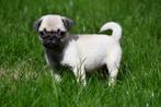 Mopshond puppy te koop (reutje), België, CDV (hondenziekte), 8 tot 15 weken, Eén hond
