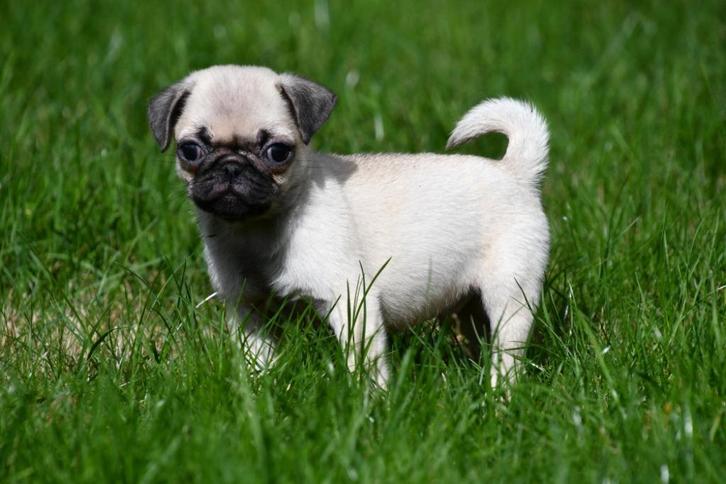 Mopshond puppy te koop (reutje), Dieren en Toebehoren, Honden | Bulldogs, Pinschers en Molossers, Reu, Overige rassen, Fokker | Professioneel