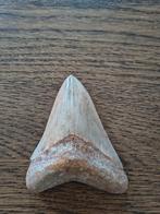 Megalodon tand 11 CM met zeer mooie serraties, Verzamelen, Mineralen en Fossielen, Ophalen of Verzenden