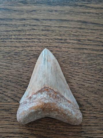 Megalodon tand 11 CM met zeer mooie serraties beschikbaar voor biedingen