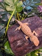 Jonge Baardagaam – Hypo standard tiger Orange mix morph