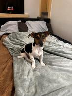 Chiot Jack Russel 7 mois, Jack Russel Terrier, Un chien, Belgique, Commerçant