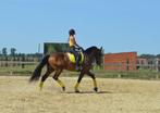 Dressuurles en training, Dieren en Toebehoren, Paarden