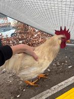 Prachtige Leghorn Haan, Dieren en Toebehoren, Pluimvee, Mannelijk, Kip