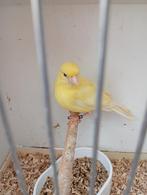 Beau mâle canari jaune de 2025 avec bague à vendre, Mâle, Canari de couleur
