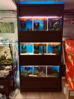 Batterie d’aquarium rack aquarium élevage crevette poisson s, Ophalen, Zo goed als nieuw, Leeg aquarium