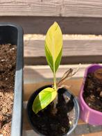 Musa papua, Tuin en Terras, Planten | Tuinplanten, Overige soorten, Volle zon, Vaste plant, Ophalen of Verzenden