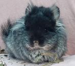 Black velvet angora chinchilla, Dieren en Toebehoren, Chinchilla