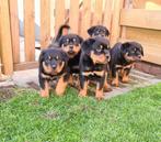 chiots rottweiler, Animaux & Accessoires, Parvovirose, Plusieurs, Belgique, 8 à 15 semaines