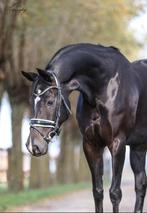 14 jarige merrie, Dieren en Toebehoren, Paarden, Merrie