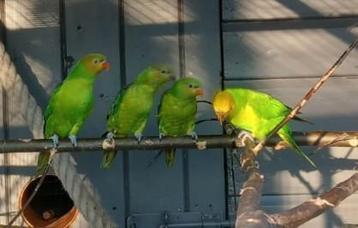 Lories te koop, Dieren en Toebehoren, Vogels | Parkieten en Papegaaien