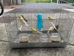 canaris bagué 2025, Dieren en Toebehoren, Vogels | Kanaries, Mannelijk, Zangkanarie