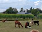 Alpaca alpaca's ruime keuze merries en veulens, Januari, Meerdere dieren