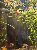 guppy visjes, Animaux & Accessoires, Poissons | Poissons d'aquarium, Poisson d'eau douce