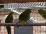 Kakariki, kakarikies