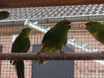 Kakariki, kakarikies beschikbaar voor biedingen